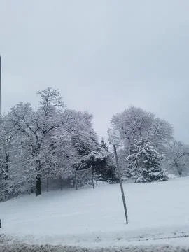 Snow Trees Winter Stock Photos