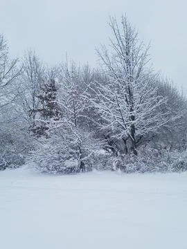 Snow Trees Winter Stock Photos