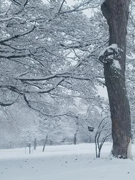 Snow Trees Winter Stock Photos
