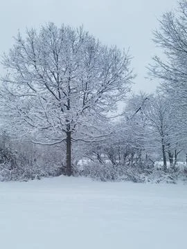 Snow Trees Winter Stock Photos