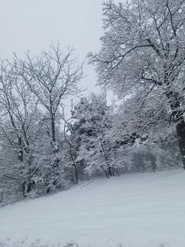 Snow Trees Winter Stock Photos
