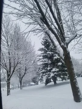 Snow Trees Winter Stock Photos