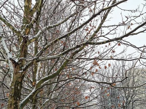 Snow on trees in winter Fotos de archivo