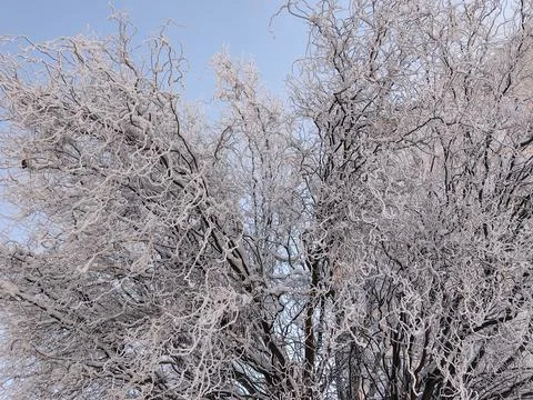 Snow on the trees in winter - Romania Stock Photos