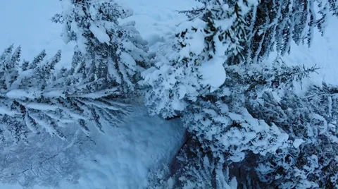 Snow trees. winter trees. aerial view. fly over. nature. Stock Footage 34559512