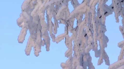 Snow on trees2 Stock Footage 1052253