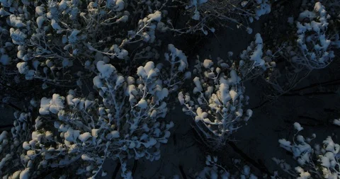 Snow Treetops Drone Stock Footage