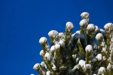 Snow in the treetops Stock Photos
