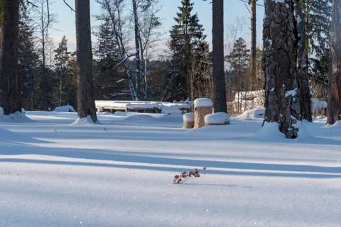 Snow trunks and pine branches in the winter forest on a Sunny day. Stock Photos