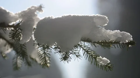 Snow on the twig of spruce tree closeup. Stock Footage 71644691