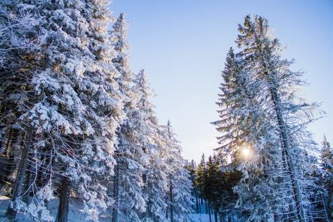 Snow view Stock Photos