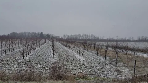 Snow in the vineyard. 4k video Vídeo Stock 84912043