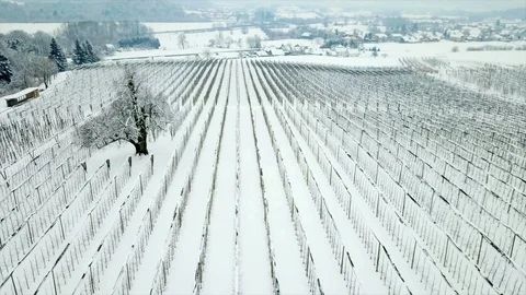 Snow in the vineyard Stock Footage 86102604