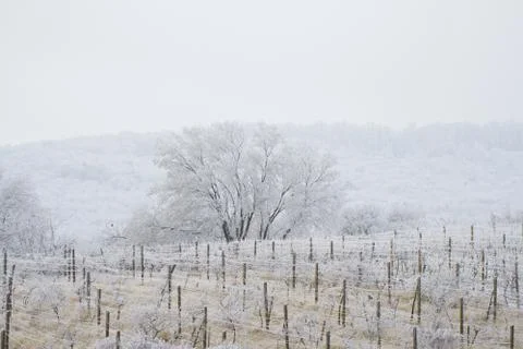 Snow in vineyards Stock Photos