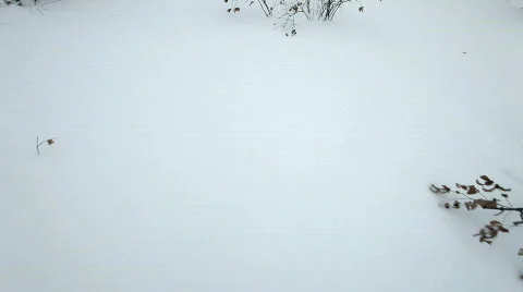 Snow Walk Through Vídeo Stock 817707