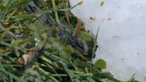 Snow Water Spring Видео 123873847