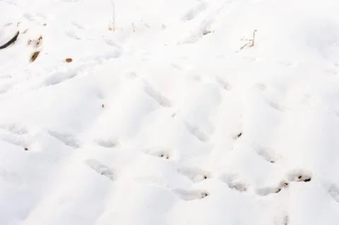Snow, white background Stock Photos