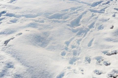 Snow, white background Stock Photos