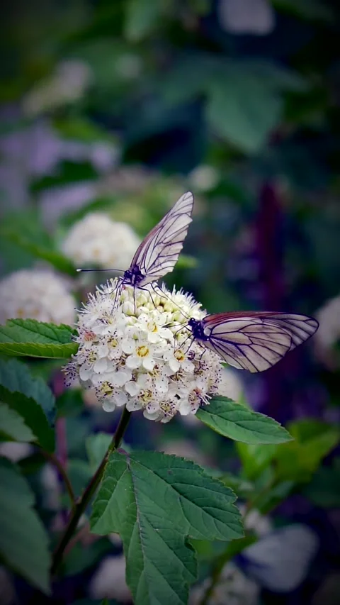 Snow-white butterflies against the background of green leaves Stock Footage