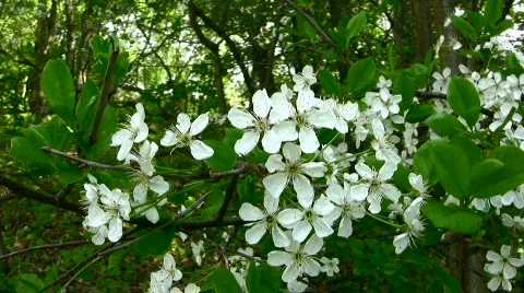 Snow-white cherry Stock Footage 815464