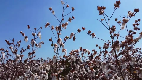Snow white cotton field 스톡 동영상 218232115