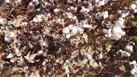Snow white cotton field 스톡 동영상 218232129