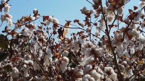 Snow white cotton field 스톡 동영상 218232148