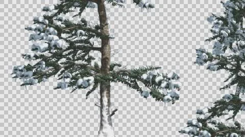 Snow on White Fir Rare Branches Coniferous Evergreen Tree is Swaying in Winter Stock Footage