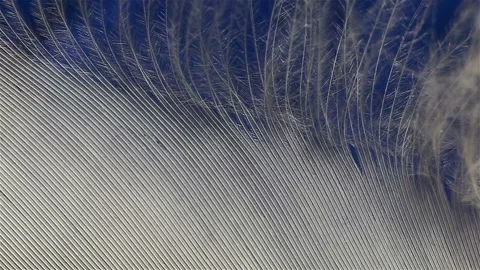 Snow-white flight goose feather extreme close-up, real time. The fluff is swayin Stock Footage 149216563