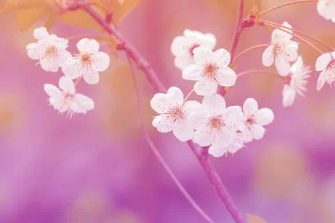 Snow-white flowering cherry branch Stock Photos