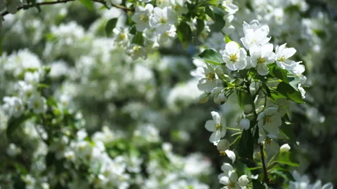 Snow-white flowers of an apple tree Stock Footage 154928221