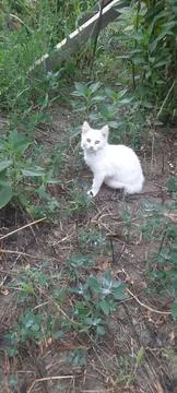 Snow white kitten Stock Photos