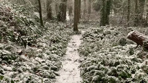 Snow White Nature Path in Forest, Cold Frost Tree Landscape Scene Stock Footage 120502765