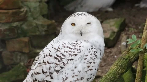 Snow white owl Vídeos de archivo 90229459