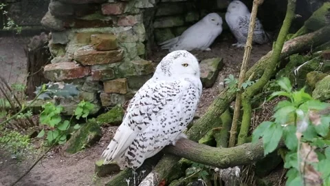 Snow white owl Stock Footage 90749413