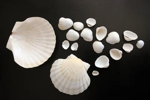 Snow-white shells of mussels. Different size on a black background. A memory  Stock Photos