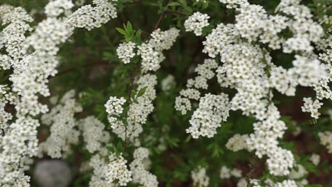 Snow-white spirea Stock Footage 273901249