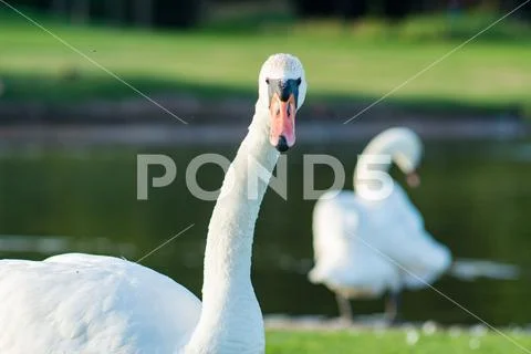 Snow-white swan looking in camera lens. Portrait of white swan near a pond. Stock Photos