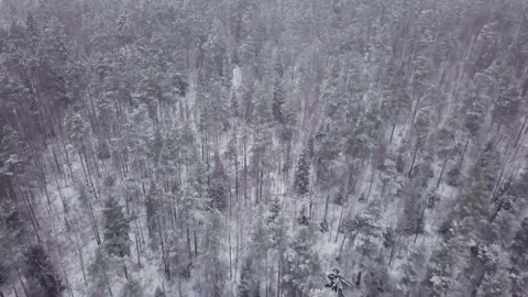 Snow White Winter Forest Drone Aerial Stock-Footage 139301717