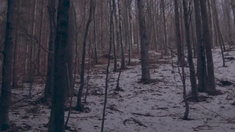 Snow wild forest 스톡 동영상 137643020