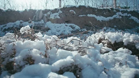 Snow on wild grass - winter sun 動画素材 233590518