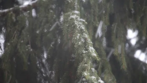 Snow wind fir tree background hd footage Stock Footage 124272431