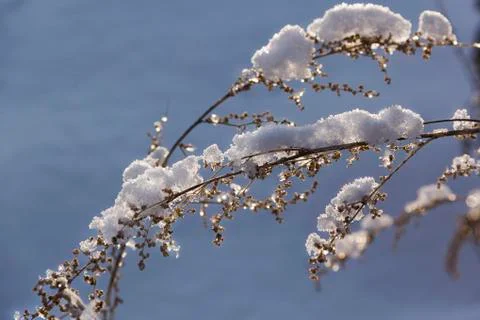 Snow winter background Stock Photos