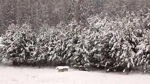 Snow in winter Christmas trees Stock Footage 1081258