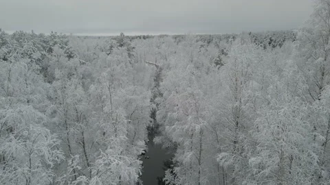 SNOW WINTER DRONE TREES SNOWY REVEAL - 3840x2160 - 59,94FPS Stock Footage 168063120