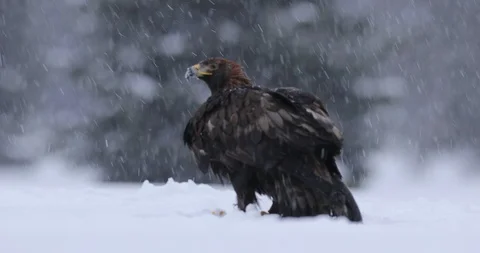 Snow winter with eagle. Bird of prey Golden Eagle in snow. Stock Footage 86569053