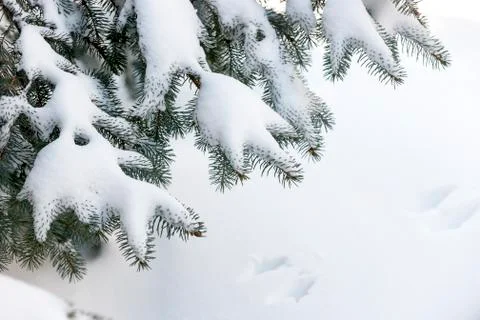 Snow on winter evergreen branches Stock Photos