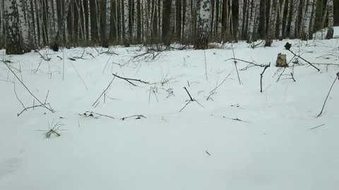 Snow in the winter forest among birches Stock Footage 232875528