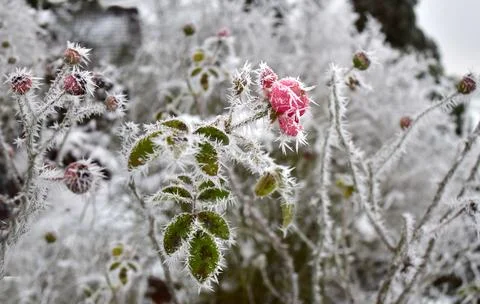 Snow winter forest christmas winter wonderland sunset Stock Photos