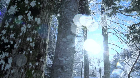 Snow winter forest Video stock 34532593
